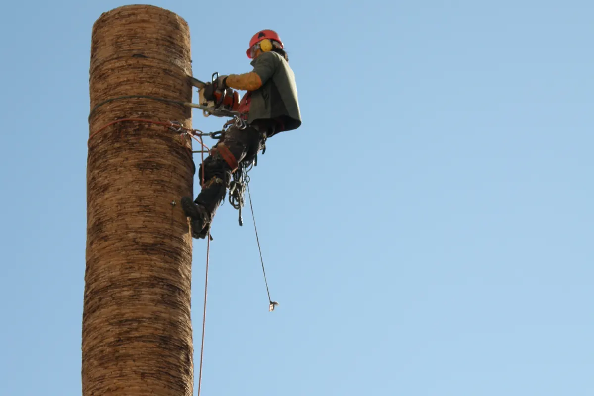 Arboriste grimpeur encordé au tronc, qui démonte un arbre par tronçons à la tronçonneuse