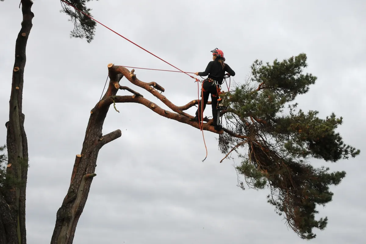 Élagueuse grimpeuse encordée sur une charpentière de pin, tronçonneuse à la ceinture, après la coupe des branches