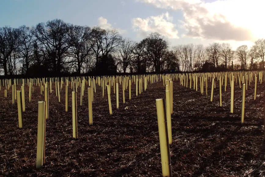 Jeune plantation d'arbres en rangées, chaque plant protégé par un manchon